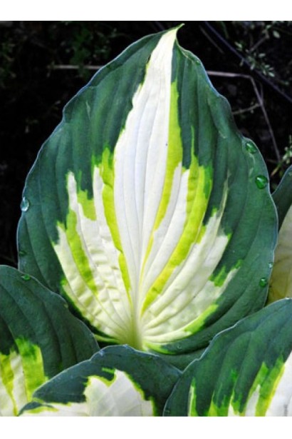 Хоста ’Color Festival’ догляд